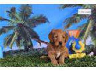 Goldendoodle Puppy for sale in West Palm Beach, FL, USA