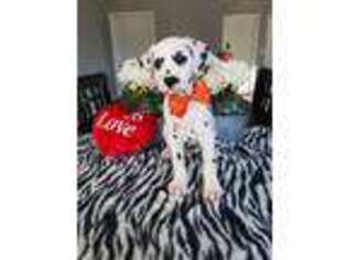 Dalmatian Puppy for sale in Bethany, IL, USA