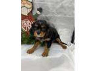 Cavalier King Charles Spaniel Puppy for sale in Logansport, IN, USA