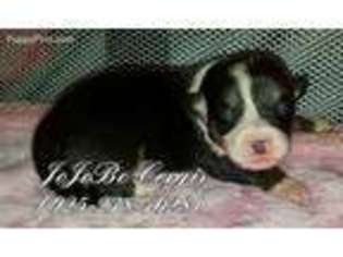 Pembroke Welsh Corgi Puppy for sale in Winnemucca, NV, USA