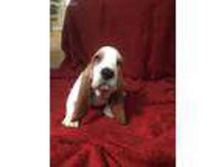Basset Hound Puppy for sale in Jacksonville, FL, USA