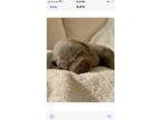 Weimaraner Puppy for sale in Cookstown, NJ, USA