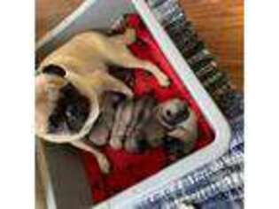 Pug Puppy for sale in New Ipswich, NH, USA