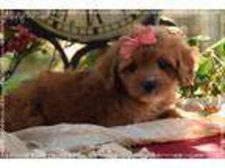 Cavapoo Puppy for sale in Wright City, MO, USA