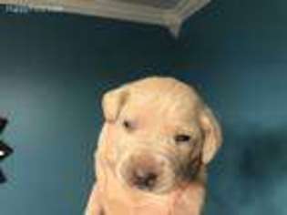 Weimaraner Puppy for sale in Benton, KY, USA