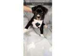 Boxer Puppy for sale in Ava, MO, USA