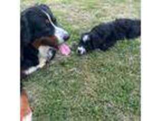 Bernese Mountain Dog Puppy for sale in Charlotte, NC, USA