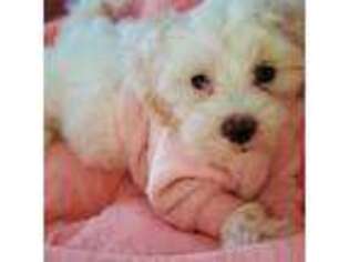 Shih-Poo Puppy for sale in Richmond, VA, USA