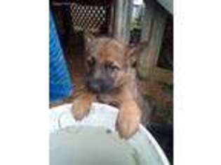 German Shepherd Dog Puppy for sale in Paducah, KY, USA