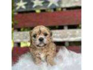 Bichon Frise Puppy for sale in Nisswa, MN, USA