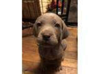 Weimaraner Puppy for sale in Leominster, MA, USA