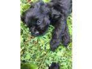 Cocker Spaniel Puppy for sale in Clearwater, MN, USA