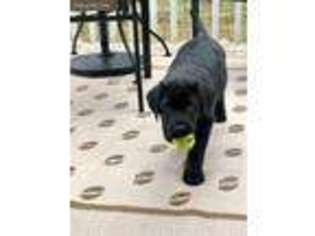 Labrador Retriever Puppy for sale in Asheville, NC, USA
