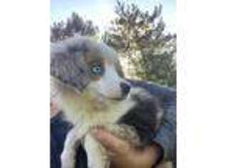 Australian Shepherd Puppy for sale in Middleton, MI, USA