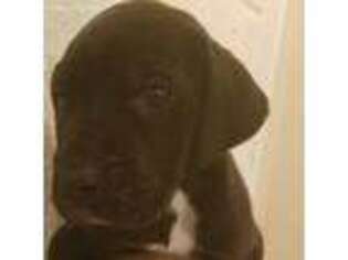 Great Dane Puppy for sale in Fresno, CA, USA