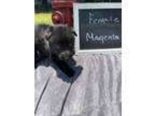 German Shepherd Dog Puppy for sale in Pocahontas, TN, USA