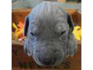 Great Dane Puppy for sale in Lexington, NC, USA