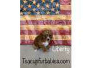 Cavapoo Puppy for sale in Mapleton, UT, USA