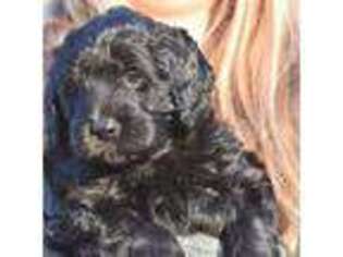 Goldendoodle Puppy for sale in Ponce De Leon, FL, USA