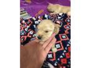 Golden Retriever Puppy for sale in Portage, IN, USA