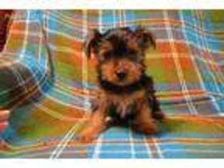 Yorkshire Terrier Puppy for sale in Las Animas, CO, USA