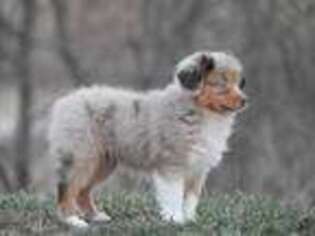 Miniature Australian Shepherd Puppy for sale in Bloomfield, IA, USA