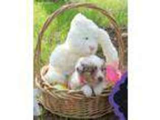 Miniature Australian Shepherd Puppy for sale in Wellston, OK, USA