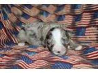 Australian Shepherd Puppy for sale in Hackensack, MN, USA
