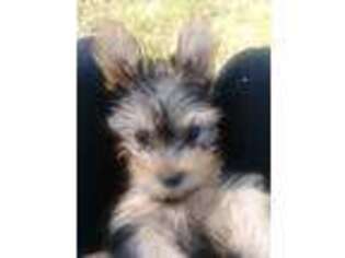 Yorkshire Terrier Puppy for sale in Madison, AL, USA