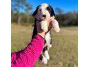 Mutt Puppy for sale in Picayune, MS, USA