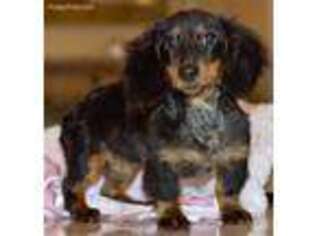 Dachshund Puppy for sale in Anderson, MO, USA