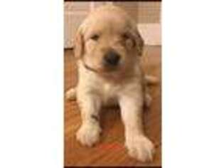 Golden Retriever Puppy for sale in Cowpens, SC, USA