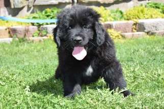 Newfoundland Puppy for sale in Roberts, ID, USA