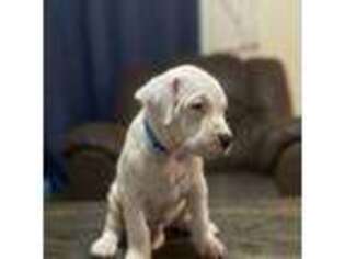 Dogo Argentino Puppy for sale in Loranger, LA, USA