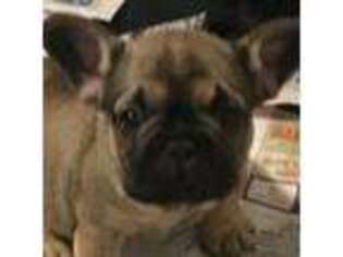 French Bulldog Puppy for sale in Creston, IA, USA