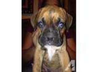 Boxer Puppy for sale in VANCOUVER, WA, USA