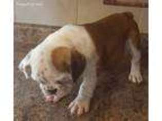 Bulldog Puppy for sale in Edina, MO, USA
