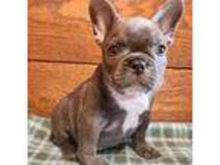French Bulldog Puppy for sale in Eaton, CO, USA