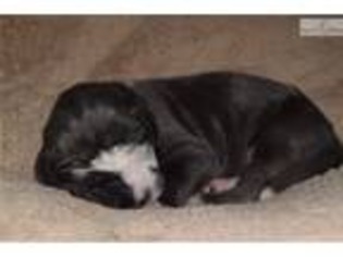 Great Dane Puppy for sale in Birmingham, AL, USA