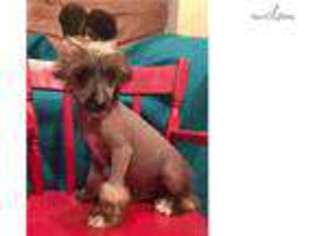 Chinese Crested Puppy for sale in Fort Worth, TX, USA