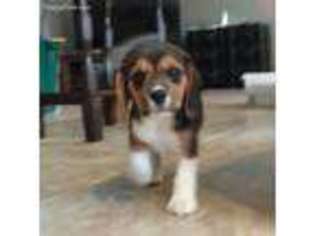 Beagle Puppy for sale in Farmersburg, IA, USA