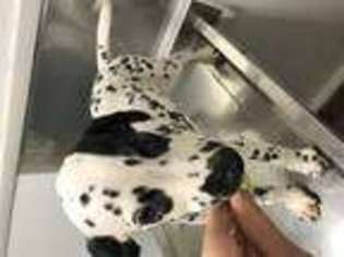 Dalmatian Puppy for sale in BAKERSFIELD, CA, USA