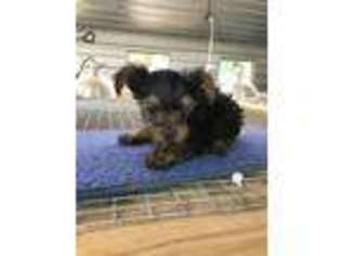Yorkshire Terrier Puppy for sale in Summit, MS, USA