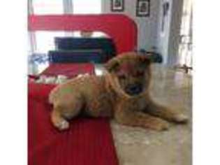 Shiba Inu Puppy for sale in Ceres, CA, USA