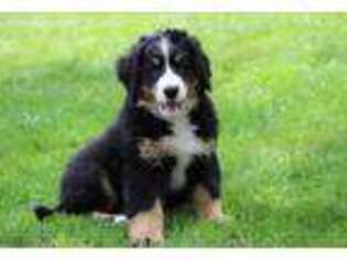 Bernese Mountain Dog Puppy for sale in CHICAGO, IL, USA