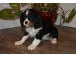 Cavalier King Charles Spaniel Puppy for sale in Hampton, CT, USA