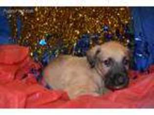 Irish Wolfhound Puppy for sale in Charleston, AR, USA