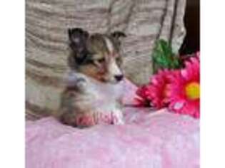 Shetland Sheepdog Puppy for sale in Colby, WI, USA