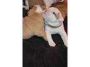 Bulldog Puppy for sale in Glendale, AZ, USA