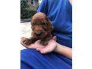 Irish Setter Puppy for sale in Plain City, OH, USA